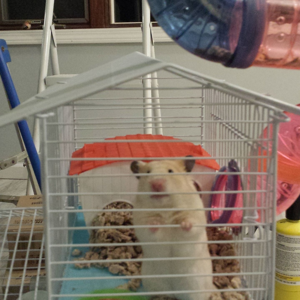 Meet your Posher, Bear